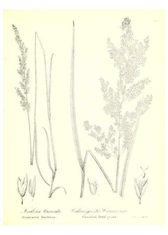 Reproducción/Reproduction 49122458608: A flora of the State of New-York, comprising full descriptions of all the indigenous and naturalized plants hitherto discovered in the state;. Albany,Carroll and Cook, Printers to the Assembly,1843.. 