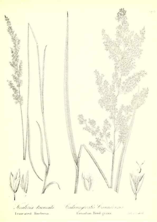 Reproducción/Reproduction 49122458608: A flora of the State of New-York, comprising full descriptions of all the indigenous and naturalized plants hitherto discovered in the state;. Albany,Carroll and Cook, Printers to the Assembly,1843.. 