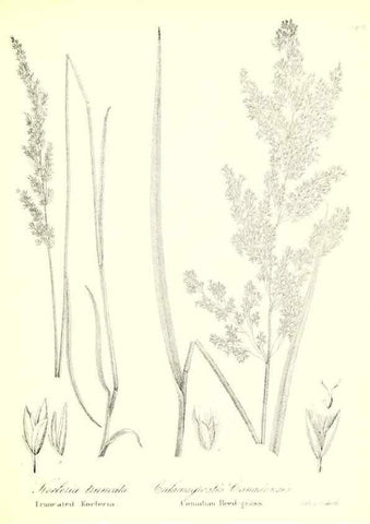 Reproducción/Reproduction 49122458608: A flora of the State of New-York, comprising full descriptions of all the indigenous and naturalized plants hitherto discovered in the state;. Albany,Carroll and Cook, Printers to the Assembly,1843.. 