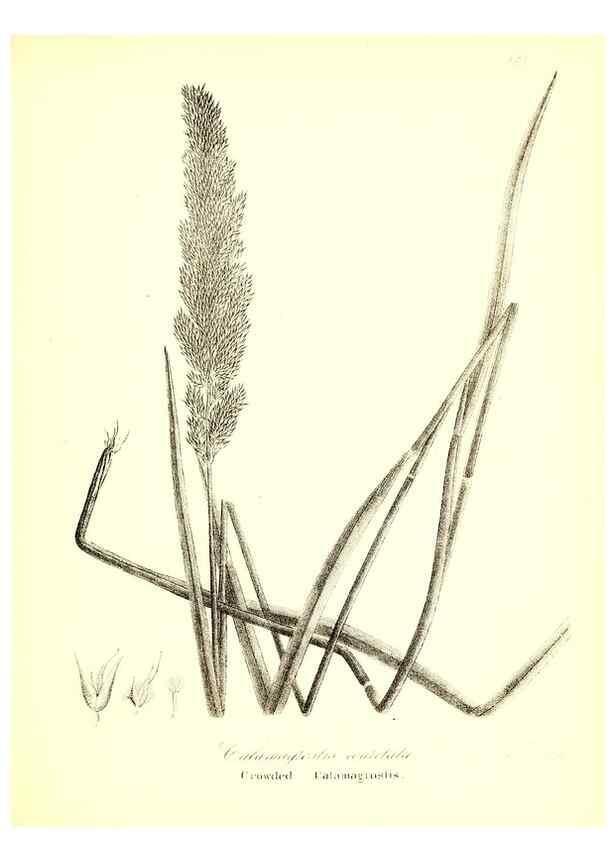 Reproducción/Reproduction 49123147722: A flora of the State of New-York, comprising full descriptions of all the indigenous and naturalized plants hitherto discovered in the state;. Albany,Carroll and Cook, Printers to the Assembly,1843.. 