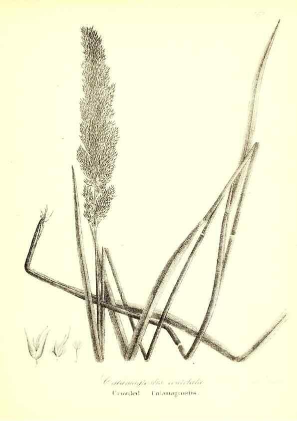Reproducción/Reproduction 49123147722: A flora of the State of New-York, comprising full descriptions of all the indigenous and naturalized plants hitherto discovered in the state;. Albany,Carroll and Cook, Printers to the Assembly,1843.. 