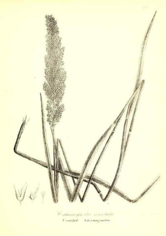 Reproducción/Reproduction 49123147722: A flora of the State of New-York, comprising full descriptions of all the indigenous and naturalized plants hitherto discovered in the state;. Albany,Carroll and Cook, Printers to the Assembly,1843.. 