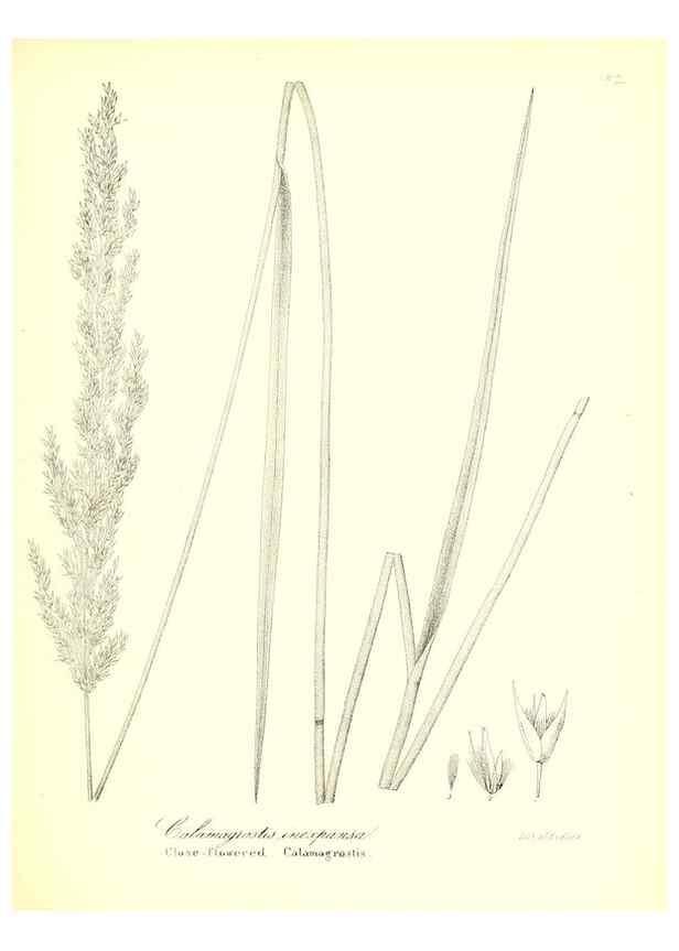 Reproducción/Reproduction 49123148072: A flora of the State of New-York, comprising full descriptions of all the indigenous and naturalized plants hitherto discovered in the state;. Albany,Carroll and Cook, Printers to the Assembly,1843.. 