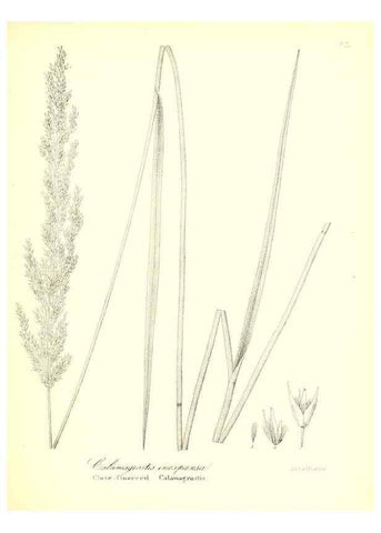 Reproducción/Reproduction 49123148072: A flora of the State of New-York, comprising full descriptions of all the indigenous and naturalized plants hitherto discovered in the state;. Albany,Carroll and Cook, Printers to the Assembly,1843.. 