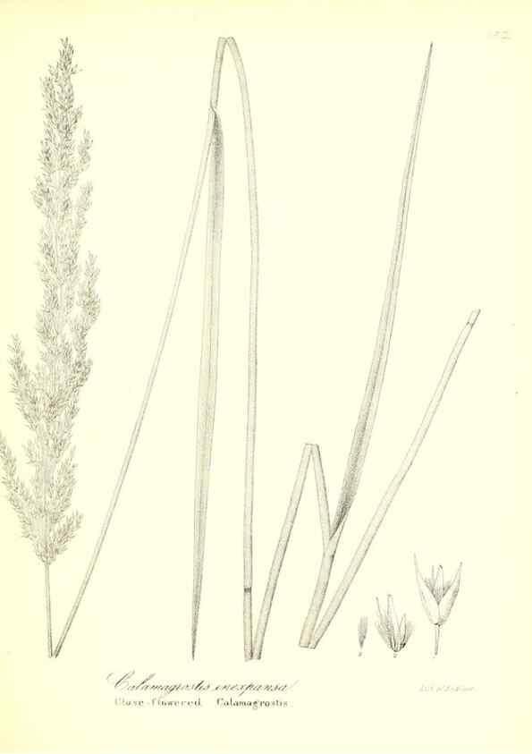 Reproducción/Reproduction 49123148072: A flora of the State of New-York, comprising full descriptions of all the indigenous and naturalized plants hitherto discovered in the state;. Albany,Carroll and Cook, Printers to the Assembly,1843.. 