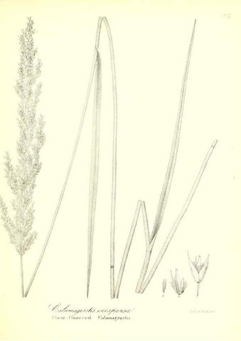 Reproducción/Reproduction 49123148072: A flora of the State of New-York, comprising full descriptions of all the indigenous and naturalized plants hitherto discovered in the state;. Albany,Carroll and Cook, Printers to the Assembly,1843.. 