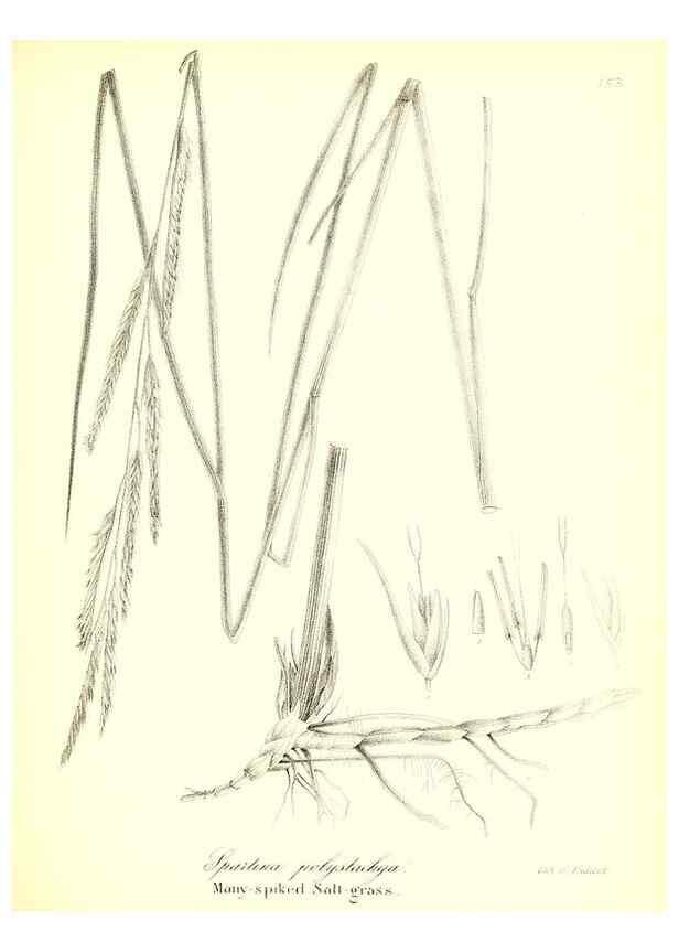 Reproducción/Reproduction 49122961021: A flora of the State of New-York, comprising full descriptions of all the indigenous and naturalized plants hitherto discovered in the state;. Albany,Carroll and Cook, Printers to the Assembly,1843.. 