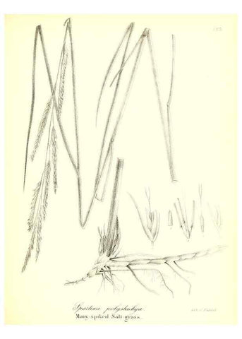 Reproducción/Reproduction 49122961021: A flora of the State of New-York, comprising full descriptions of all the indigenous and naturalized plants hitherto discovered in the state;. Albany,Carroll and Cook, Printers to the Assembly,1843.. 