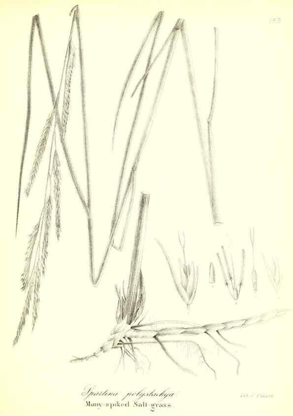 Reproducción/Reproduction 49122961021: A flora of the State of New-York, comprising full descriptions of all the indigenous and naturalized plants hitherto discovered in the state;. Albany,Carroll and Cook, Printers to the Assembly,1843.. 