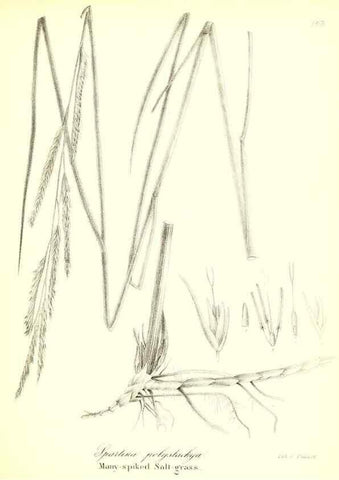 Reproducción/Reproduction 49122961021: A flora of the State of New-York, comprising full descriptions of all the indigenous and naturalized plants hitherto discovered in the state;. Albany,Carroll and Cook, Printers to the Assembly,1843.. 
