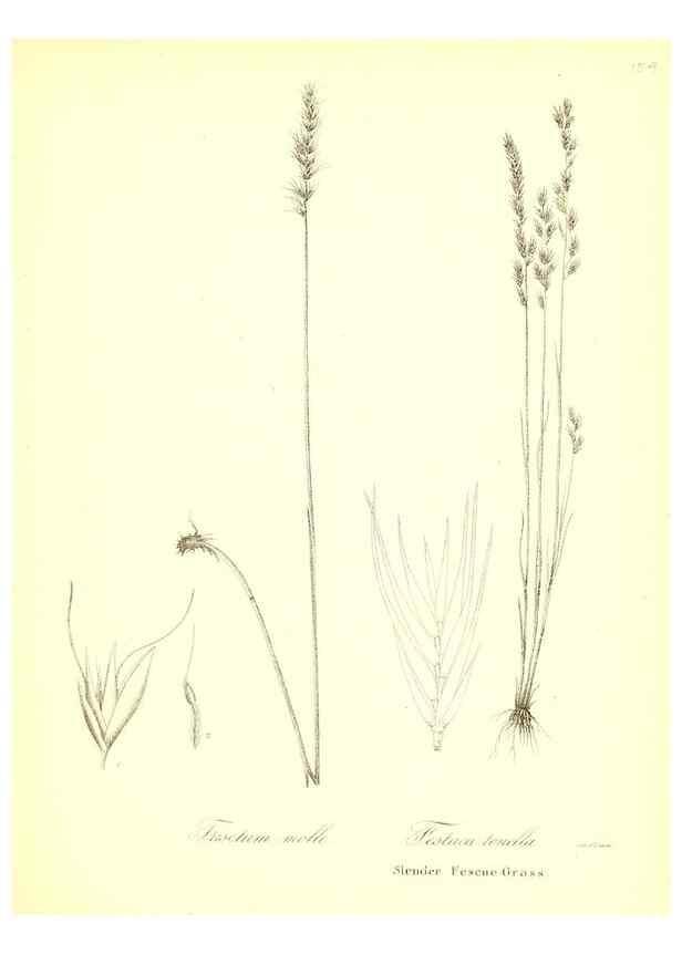 Reproducción/Reproduction 49123148762: A flora of the State of New-York, comprising full descriptions of all the indigenous and naturalized plants hitherto discovered in the state;. Albany,Carroll and Cook, Printers to the Assembly,1843.. 
