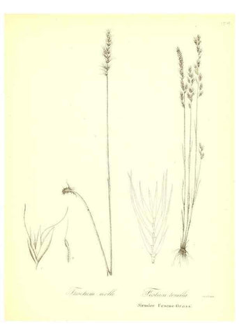 Reproducción/Reproduction 49123148762: A flora of the State of New-York, comprising full descriptions of all the indigenous and naturalized plants hitherto discovered in the state;. Albany,Carroll and Cook, Printers to the Assembly,1843.. 