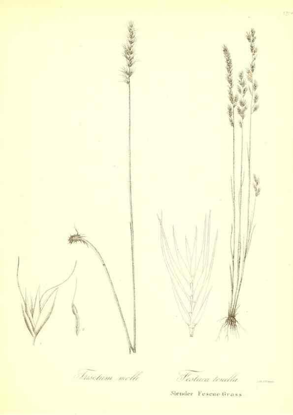 Reproducción/Reproduction 49123148762: A flora of the State of New-York, comprising full descriptions of all the indigenous and naturalized plants hitherto discovered in the state;. Albany,Carroll and Cook, Printers to the Assembly,1843.. 