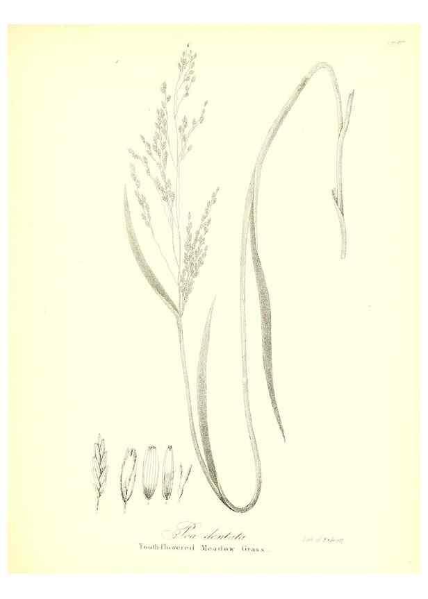 Reproducción/Reproduction 49122460243: A flora of the State of New-York, comprising full descriptions of all the indigenous and naturalized plants hitherto discovered in the state;. Albany,Carroll and Cook, Printers to the Assembly,1843.. 