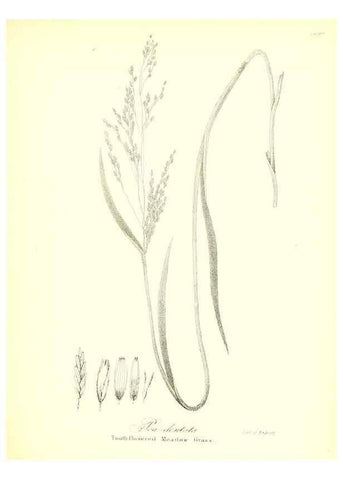 Reproducción/Reproduction 49122460243: A flora of the State of New-York, comprising full descriptions of all the indigenous and naturalized plants hitherto discovered in the state;. Albany,Carroll and Cook, Printers to the Assembly,1843.. 