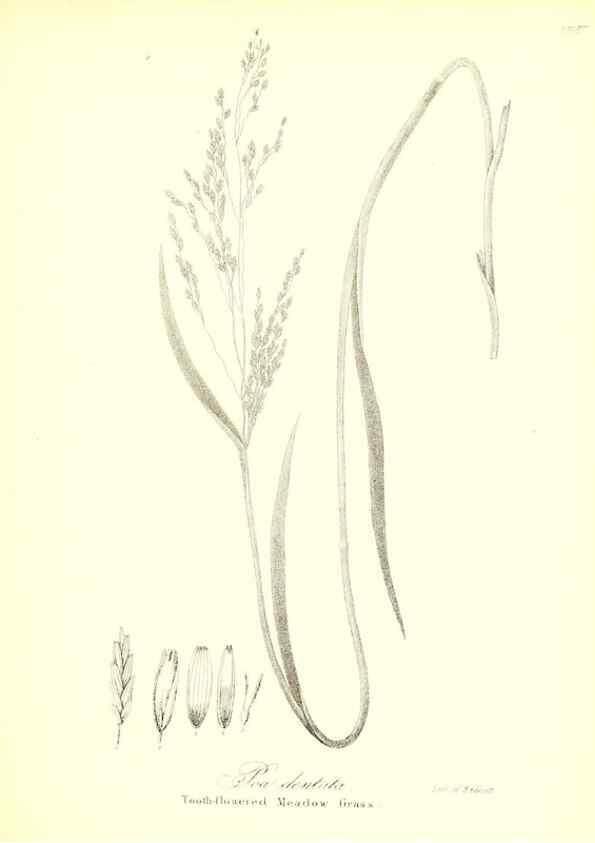 Reproducción/Reproduction 49122460243: A flora of the State of New-York, comprising full descriptions of all the indigenous and naturalized plants hitherto discovered in the state;. Albany,Carroll and Cook, Printers to the Assembly,1843.. 