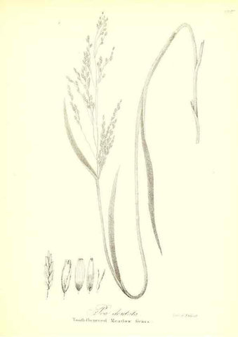 Reproducción/Reproduction 49122460243: A flora of the State of New-York, comprising full descriptions of all the indigenous and naturalized plants hitherto discovered in the state;. Albany,Carroll and Cook, Printers to the Assembly,1843.. 