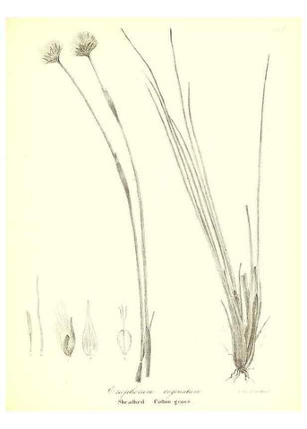 Reproducción/Reproduction 49122956361: A flora of the State of New-York, comprising full descriptions of all the indigenous and naturalized plants hitherto discovered in the state;. Albany,Carroll and Cook, Printers to the Assembly,1843.. 