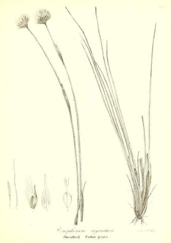 Reproducción/Reproduction 49122956361: A flora of the State of New-York, comprising full descriptions of all the indigenous and naturalized plants hitherto discovered in the state;. Albany,Carroll and Cook, Printers to the Assembly,1843.. 