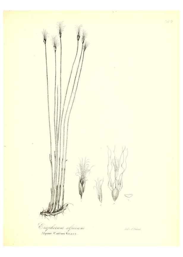 Reproducción/Reproduction 49122956021: A flora of the State of New-York, comprising full descriptions of all the indigenous and naturalized plants hitherto discovered in the state;. Albany,Carroll and Cook, Printers to the Assembly,1843.. 