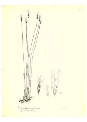 Reproducción/Reproduction 49122956021: A flora of the State of New-York, comprising full descriptions of all the indigenous and naturalized plants hitherto discovered in the state;. Albany,Carroll and Cook, Printers to the Assembly,1843.. 