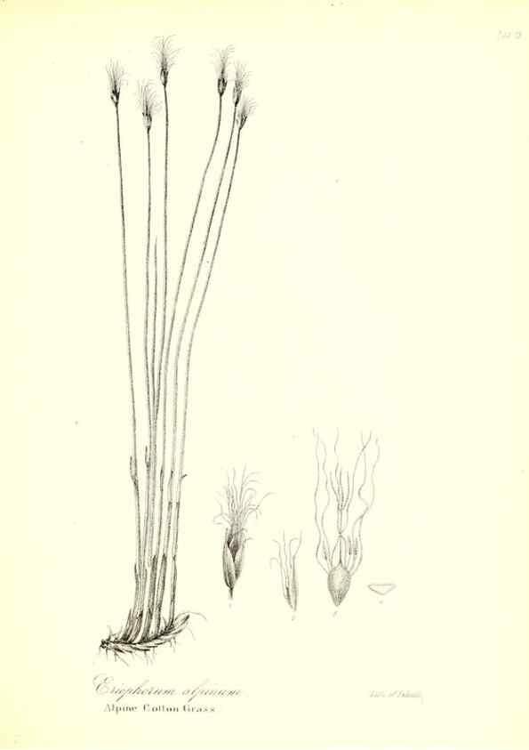 Reproducción/Reproduction 49122956021: A flora of the State of New-York, comprising full descriptions of all the indigenous and naturalized plants hitherto discovered in the state;. Albany,Carroll and Cook, Printers to the Assembly,1843.. 