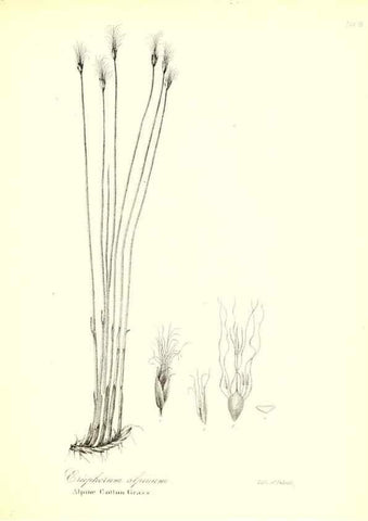 Reproducción/Reproduction 49122956021: A flora of the State of New-York, comprising full descriptions of all the indigenous and naturalized plants hitherto discovered in the state;. Albany,Carroll and Cook, Printers to the Assembly,1843.. 