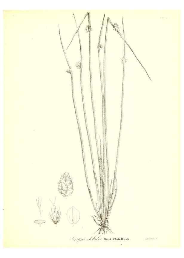 Reproducción/Reproduction 49122955591: A flora of the State of New-York, comprising full descriptions of all the indigenous and naturalized plants hitherto discovered in the state;. Albany,Carroll and Cook, Printers to the Assembly,1843.. 