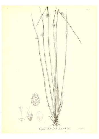 Reproducción/Reproduction 49122955591: A flora of the State of New-York, comprising full descriptions of all the indigenous and naturalized plants hitherto discovered in the state;. Albany,Carroll and Cook, Printers to the Assembly,1843.. 