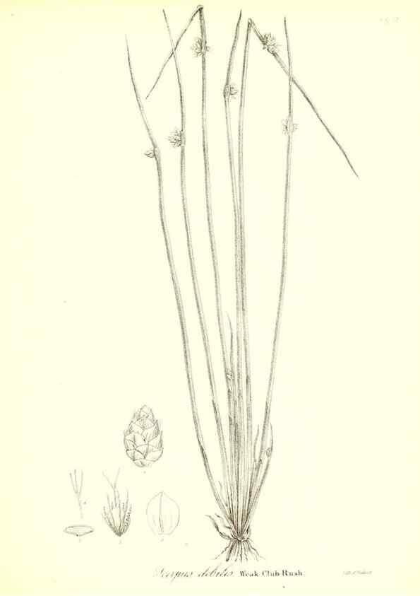 Reproducción/Reproduction 49122955591: A flora of the State of New-York, comprising full descriptions of all the indigenous and naturalized plants hitherto discovered in the state;. Albany,Carroll and Cook, Printers to the Assembly,1843.. 