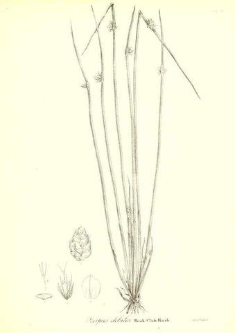 Reproducción/Reproduction 49122955591: A flora of the State of New-York, comprising full descriptions of all the indigenous and naturalized plants hitherto discovered in the state;. Albany,Carroll and Cook, Printers to the Assembly,1843.. 