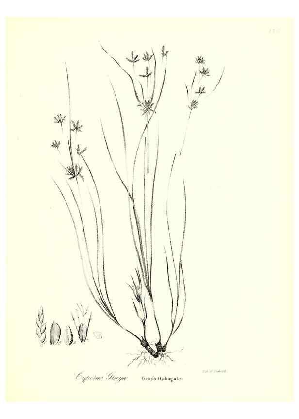 Reproducción/Reproduction 49122955276: A flora of the State of New-York, comprising full descriptions of all the indigenous and naturalized plants hitherto discovered in the state;. Albany,Carroll and Cook, Printers to the Assembly,1843.. 