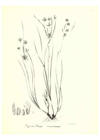 Reproducción/Reproduction 49122955276: A flora of the State of New-York, comprising full descriptions of all the indigenous and naturalized plants hitherto discovered in the state;. Albany,Carroll and Cook, Printers to the Assembly,1843.. 