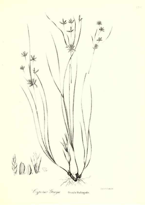 Reproducción/Reproduction 49122955276: A flora of the State of New-York, comprising full descriptions of all the indigenous and naturalized plants hitherto discovered in the state;. Albany,Carroll and Cook, Printers to the Assembly,1843.. 