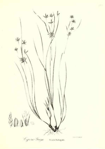 Reproducción/Reproduction 49122955276: A flora of the State of New-York, comprising full descriptions of all the indigenous and naturalized plants hitherto discovered in the state;. Albany,Carroll and Cook, Printers to the Assembly,1843.. 