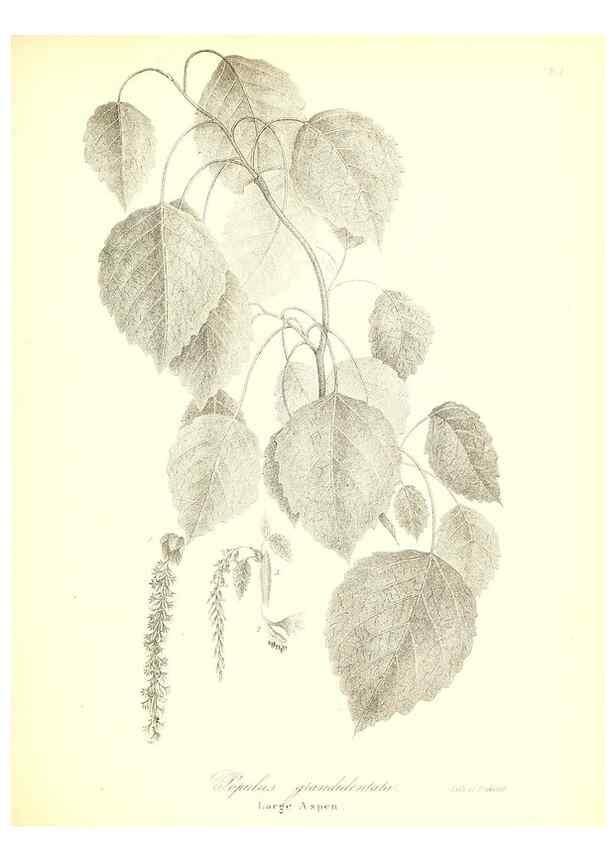 Reproducción/Reproduction 49123136337: A flora of the State of New-York, comprising full descriptions of all the indigenous and naturalized plants hitherto discovered in the state;. Albany,Carroll and Cook, Printers to the Assembly,1843.. 