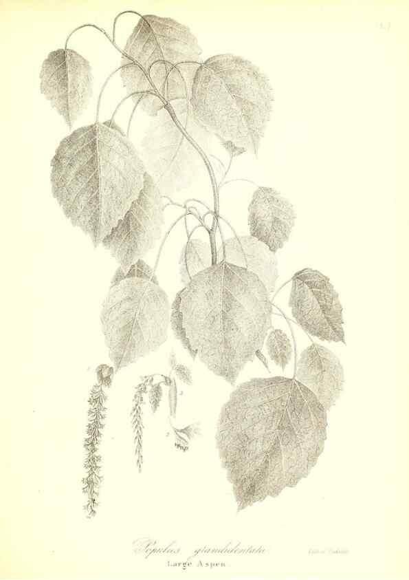 Reproducción/Reproduction 49123136337: A flora of the State of New-York, comprising full descriptions of all the indigenous and naturalized plants hitherto discovered in the state;. Albany,Carroll and Cook, Printers to the Assembly,1843.. 