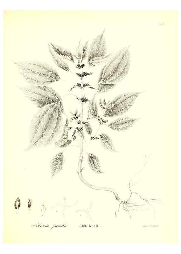 Reproducción/Reproduction 49122447428: A flora of the State of New-York, comprising full descriptions of all the indigenous and naturalized plants hitherto discovered in the state;. Albany,Carroll and Cook, Printers to the Assembly,1843.. 