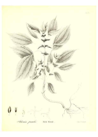 Reproducción/Reproduction 49122447428: A flora of the State of New-York, comprising full descriptions of all the indigenous and naturalized plants hitherto discovered in the state;. Albany,Carroll and Cook, Printers to the Assembly,1843.. 