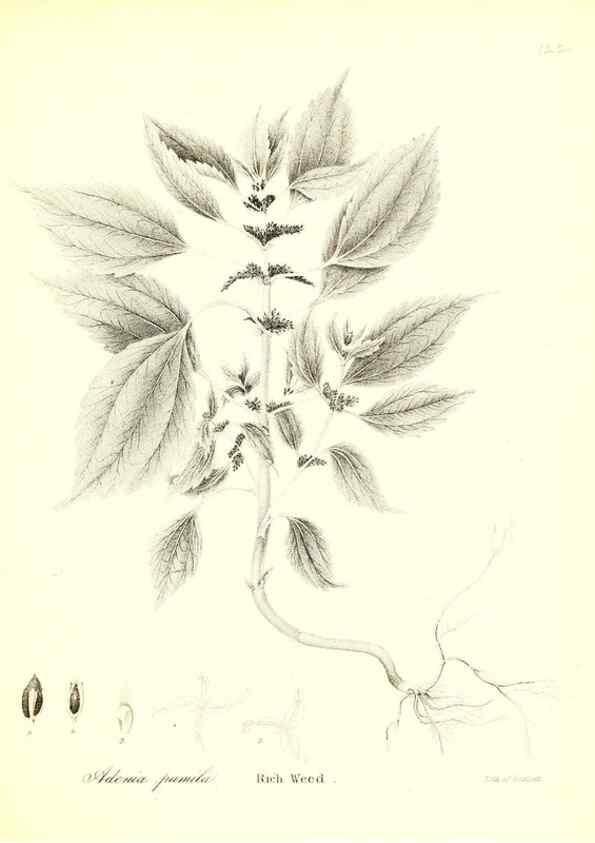 Reproducción/Reproduction 49122447428: A flora of the State of New-York, comprising full descriptions of all the indigenous and naturalized plants hitherto discovered in the state;. Albany,Carroll and Cook, Printers to the Assembly,1843.. 