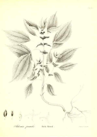 Reproducción/Reproduction 49122447428: A flora of the State of New-York, comprising full descriptions of all the indigenous and naturalized plants hitherto discovered in the state;. Albany,Carroll and Cook, Printers to the Assembly,1843.. 