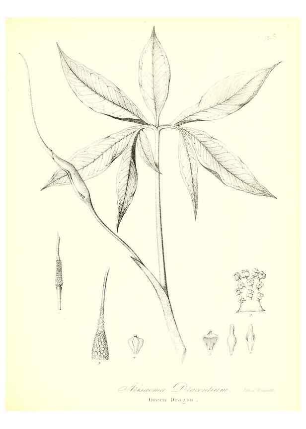 Reproducción/Reproduction 49122949606: A flora of the State of New-York, comprising full descriptions of all the indigenous and naturalized plants hitherto discovered in the state;. Albany,Carroll and Cook, Printers to the Assembly,1843.. 
