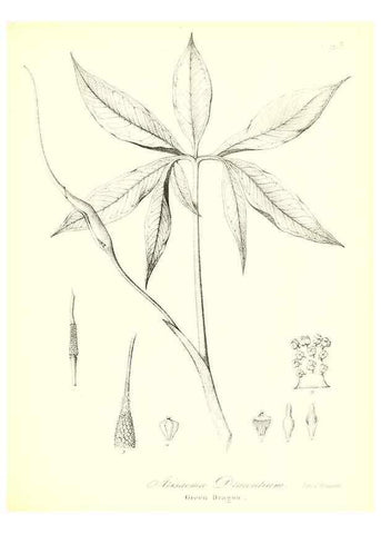 Reproducción/Reproduction 49122949606: A flora of the State of New-York, comprising full descriptions of all the indigenous and naturalized plants hitherto discovered in the state;. Albany,Carroll and Cook, Printers to the Assembly,1843.. 