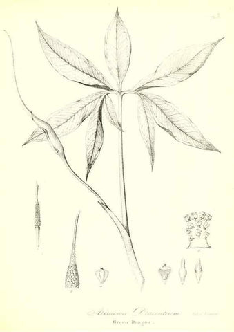 Reproducción/Reproduction 49122949606: A flora of the State of New-York, comprising full descriptions of all the indigenous and naturalized plants hitherto discovered in the state;. Albany,Carroll and Cook, Printers to the Assembly,1843.. 