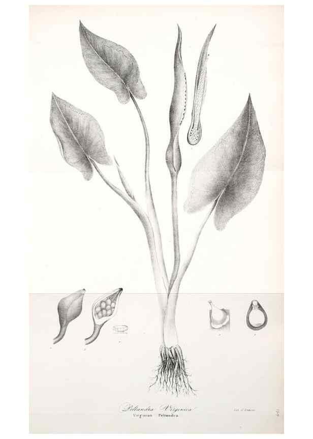 Reproducción/Reproduction 49122950111: A flora of the State of New-York, comprising full descriptions of all the indigenous and naturalized plants hitherto discovered in the state;. Albany,Carroll and Cook, Printers to the Assembly,1843.. 