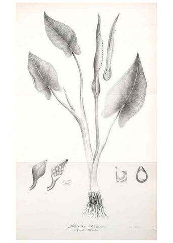 Reproducción/Reproduction 49122950111: A flora of the State of New-York, comprising full descriptions of all the indigenous and naturalized plants hitherto discovered in the state;. Albany,Carroll and Cook, Printers to the Assembly,1843.. 
