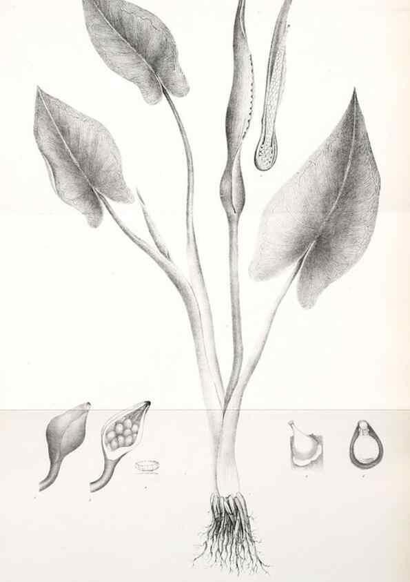 Reproducción/Reproduction 49122950111: A flora of the State of New-York, comprising full descriptions of all the indigenous and naturalized plants hitherto discovered in the state;. Albany,Carroll and Cook, Printers to the Assembly,1843.. 