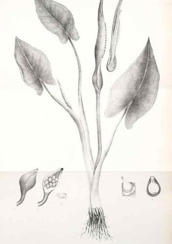 Reproducción/Reproduction 49122950111: A flora of the State of New-York, comprising full descriptions of all the indigenous and naturalized plants hitherto discovered in the state;. Albany,Carroll and Cook, Printers to the Assembly,1843.. 