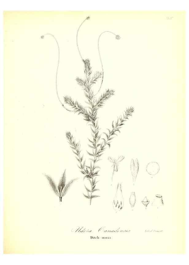 Reproducción/Reproduction 49123138022: A flora of the State of New-York, comprising full descriptions of all the indigenous and naturalized plants hitherto discovered in the state;. Albany,Carroll and Cook, Printers to the Assembly,1843.. 