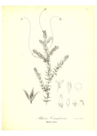 Reproducción/Reproduction 49123138022: A flora of the State of New-York, comprising full descriptions of all the indigenous and naturalized plants hitherto discovered in the state;. Albany,Carroll and Cook, Printers to the Assembly,1843.. 